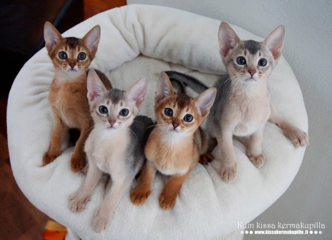 20170115-Ryhmäkuva_pennut-9.5vk_2