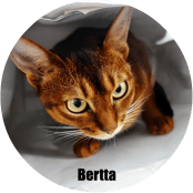 Banner-Bertta_uusi_crop