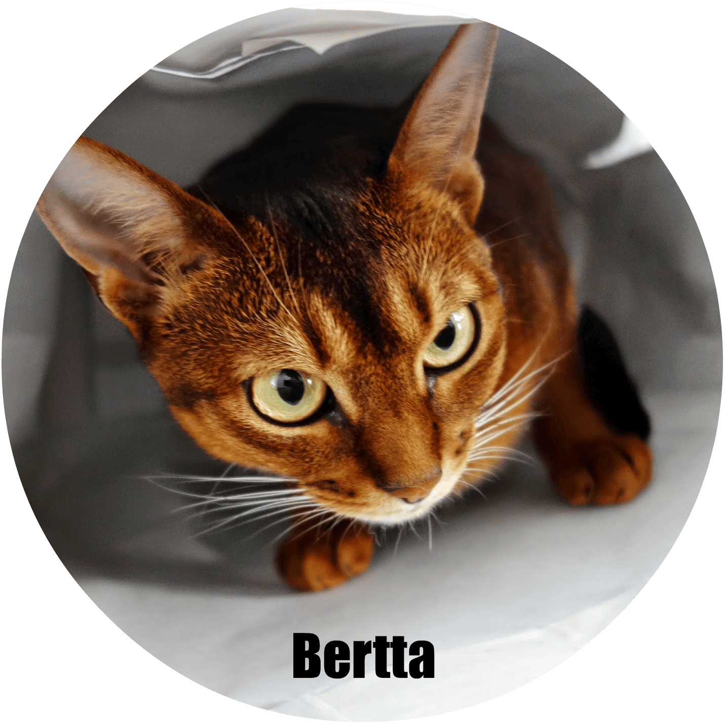 Banner-Bertta_uusi_crop