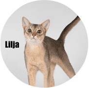 Banner-Lilja_uusi_2_crop