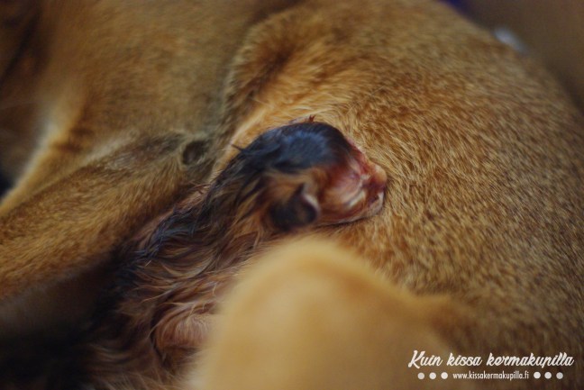 20180618-Jade-pennut_2