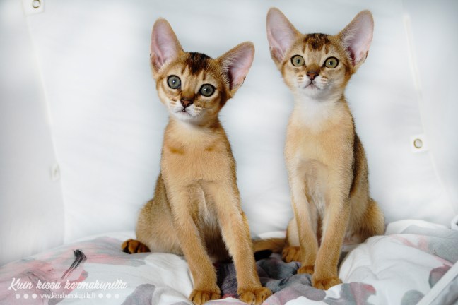 20180828-Pennut_1_logo