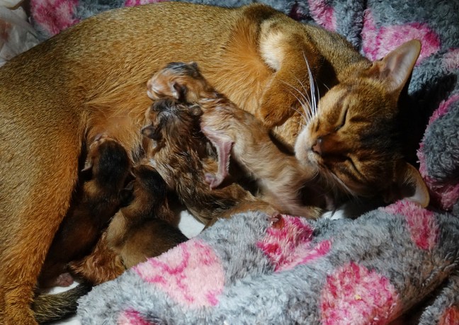 20190815-pennut_1_www