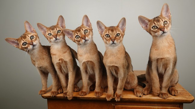 20191128-SadepäivänPennut_ryhmäkuva_FB