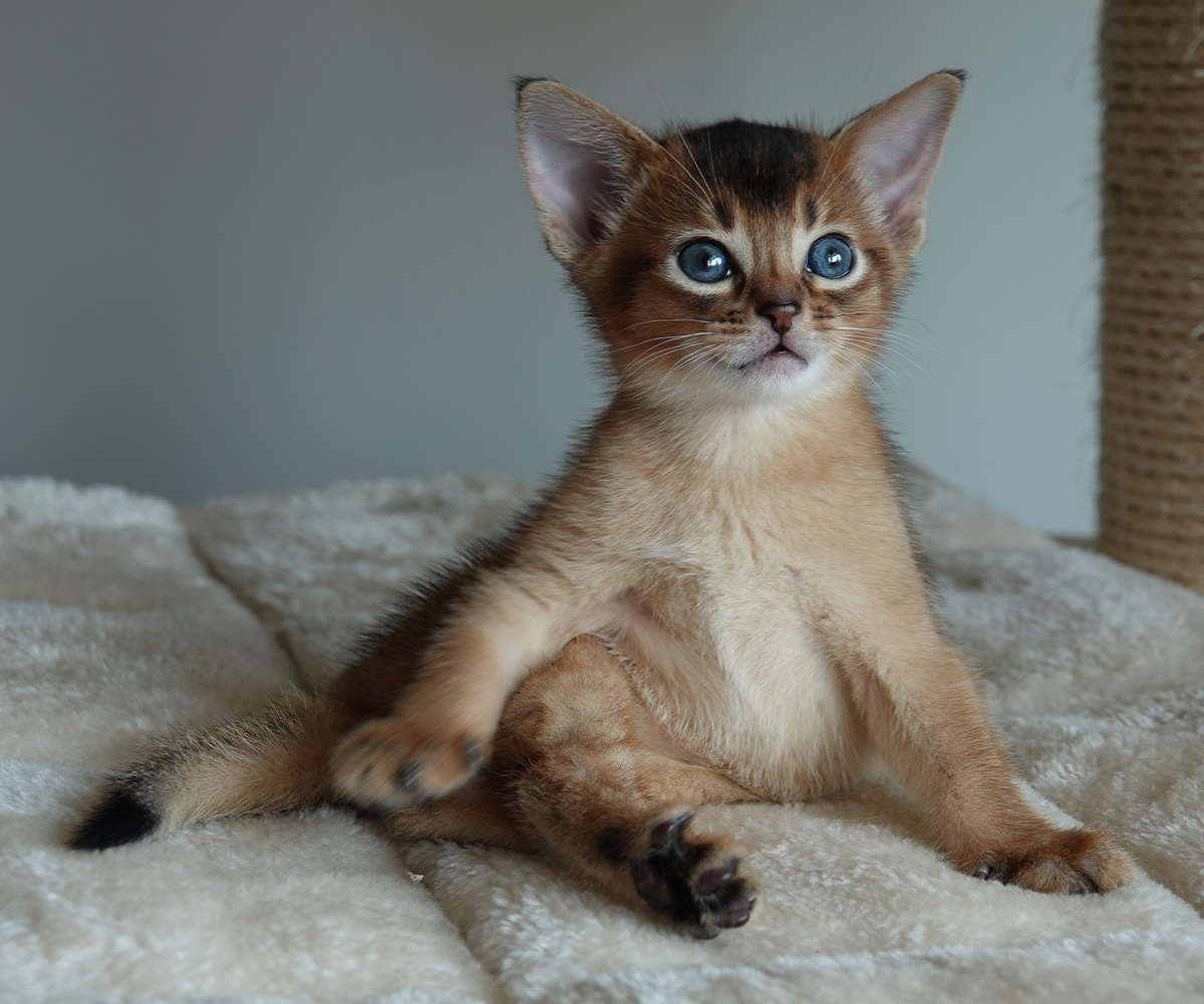 20200627-PentuB_3_FB_IG