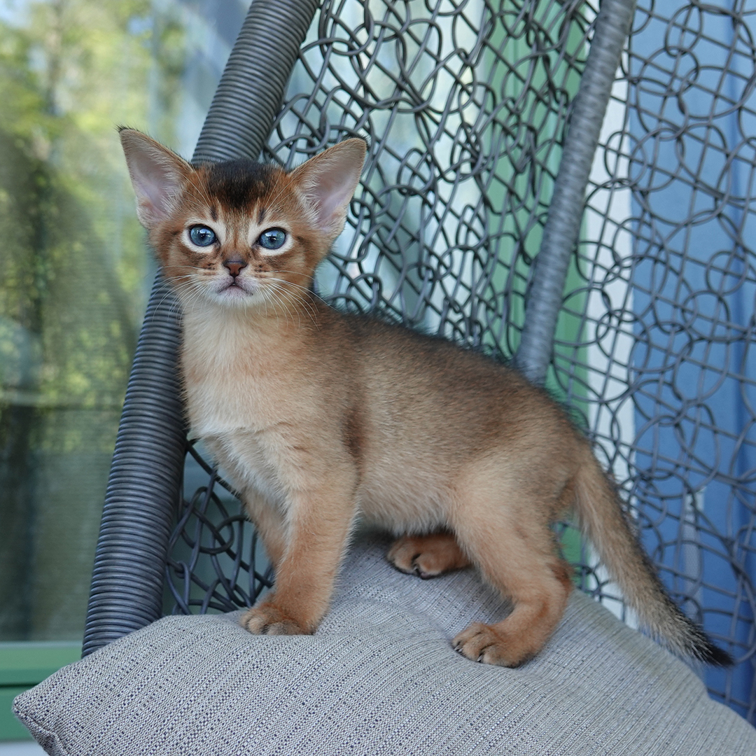 20200703_JoniMitchell-1-IG